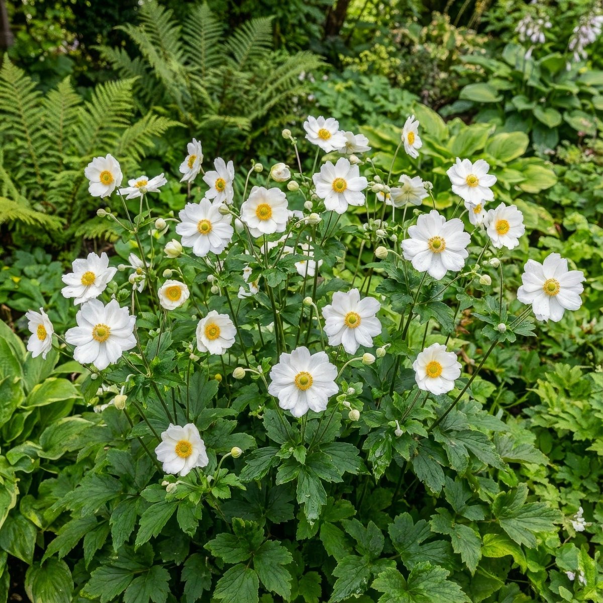 Anemone × hybrida 'Whirlwind' (Japanese anemone) – anemone corms, product photo 3 (Harding & Bloom)