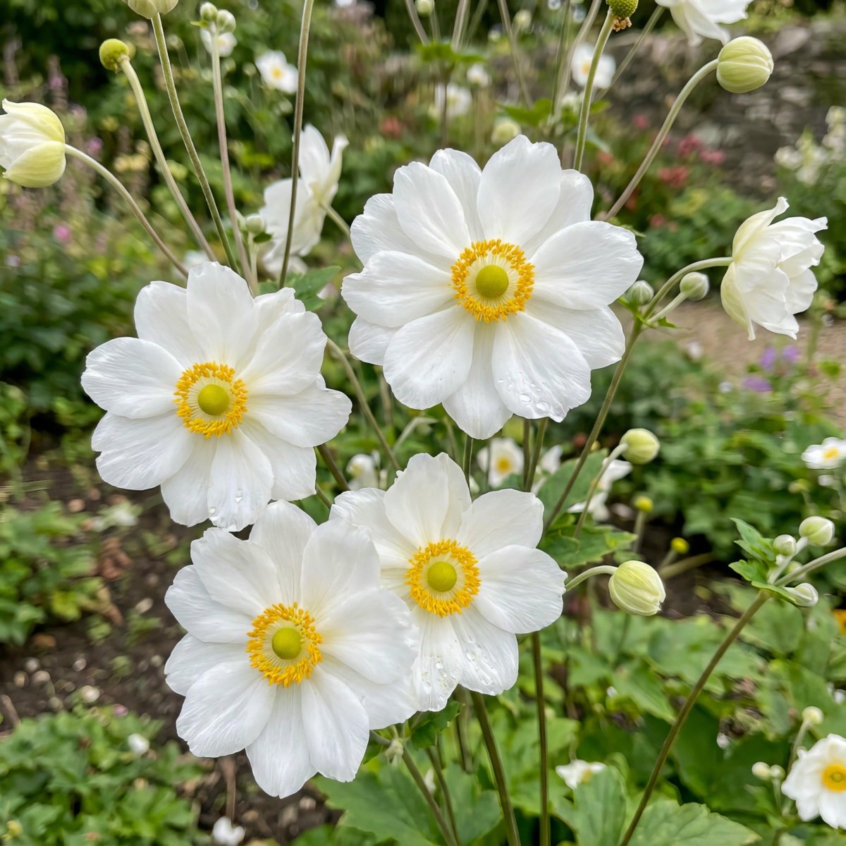 Anemone × hybrida 'Whirlwind' (Japanese anemone) – anemone corms, main product photo (Harding & Bloom)