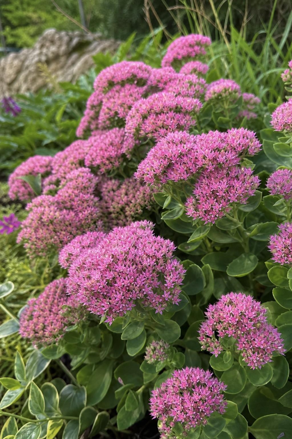 Hylotelephium (Herbstfreude Group) - ‘Herbstfreude’ (Ice Plant) – perennial garden photograph 3