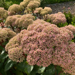Hylotelephium - ‘Matrona’ (Ice Plant) – perennial garden photograph 2