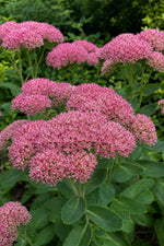 Hylotelephium spectabile (Ice Plant) – perennial garden photograph 3