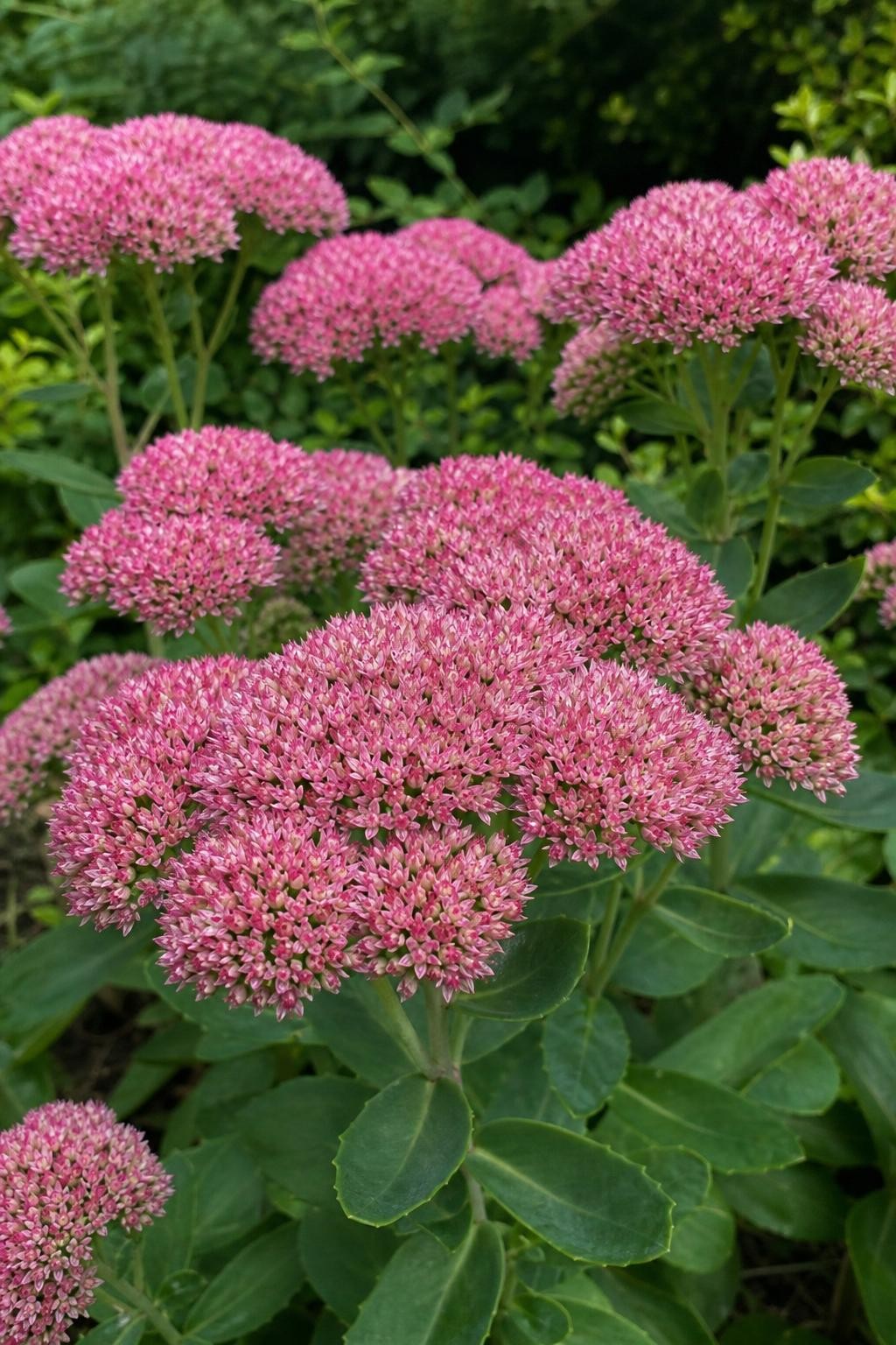 Hylotelephium spectabile (Ice Plant) – perennial garden photograph 3