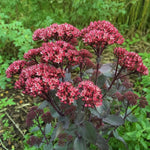 Hylotelephium telephium (Atropurpureum Group) - ‘Purple Emperor’ (Orpine) – perennial garden photograph 2