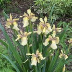 Iris foetidissima (Stinking Iris) – perennial garden photograph 2