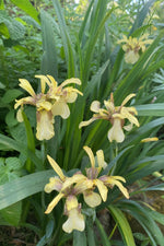 Iris foetidissima (Stinking Iris) – perennial garden photograph 3