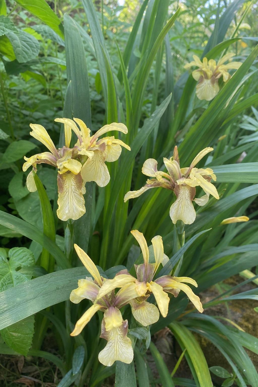 Iris foetidissima (Stinking Iris) – perennial garden photograph 3