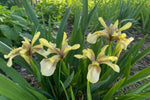 Iris foetidissima (Stinking Iris) – perennial garden photograph 4