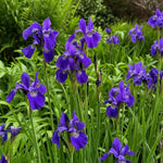 Iris sibirica - ‘Caesar's Brother’ – perennial garden photograph 1