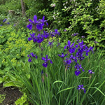 Iris sibirica - ‘Caesar's Brother’ – perennial garden photograph 2