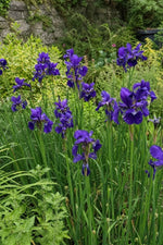 Iris sibirica - ‘Caesar's Brother’ – perennial garden photograph 3