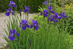 Iris sibirica - ‘Caesar's Brother’ – perennial garden photograph 4