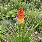 Kniphofia uvaria (Red Hot Poker) – perennial garden photograph 2