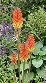 Kniphofia uvaria (Red Hot Poker) – perennial garden photograph 3