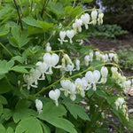 Lamprocapnos spectabilis - ‘Alba’ (Bleeding Heart) – perennial garden photograph 1