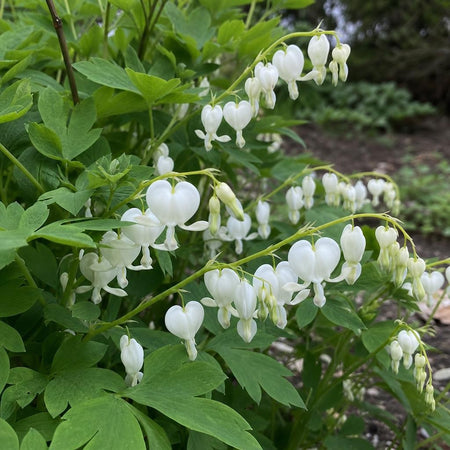 Lamprocapnos spectabilis - ‘Alba’ (Bleeding Heart) – perennial garden photograph 1