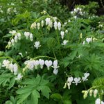 Lamprocapnos spectabilis - ‘Alba’ (Bleeding Heart) – perennial garden photograph 2