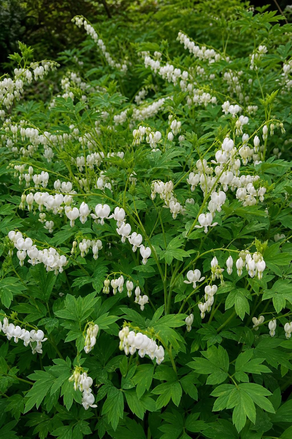 Lamprocapnos spectabilis - ‘Alba’ (Bleeding Heart) – perennial garden photograph 3