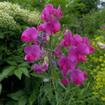 Lathyrus latifolius (Perennial Sweet Pea) – perennial garden photograph 1