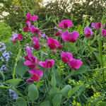 Lathyrus latifolius (Perennial Sweet Pea) – perennial garden photograph 2