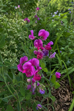 Lathyrus latifolius (Perennial Sweet Pea) – perennial garden photograph 3