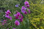 Lathyrus latifolius (Perennial Sweet Pea) – perennial garden photograph 4