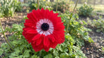 Anemone coronaria 'Levante Rosso Double' - Harding & Bloom