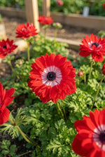 Anemone coronaria 'Levante Rosso Double' - Harding & Bloom