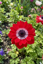 Anemone coronaria 'Levante Rosso Double' - Harding & Bloom
