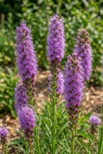 Liatris spicata (Gayfeather) - Harding & Bloom