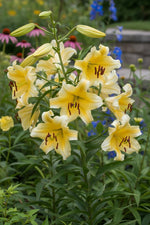 Lilium 'Conca d’Or' – lily bulbs, product photo 2 (Harding & Bloom)