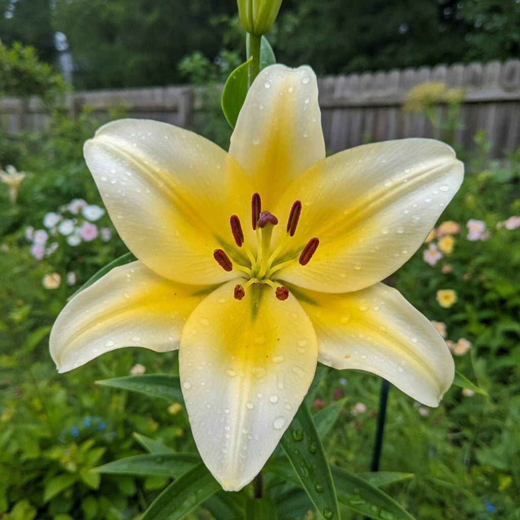 Lilium 'Conca d’Or' – lily bulbs, main product photo (Harding & Bloom)
