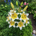Lilium 'Conca d’Or' – lily bulbs, product photo 3 (Harding & Bloom)