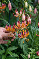 Lilium 'Arabian Knight' (Martagon Lily) - Harding & Bloom