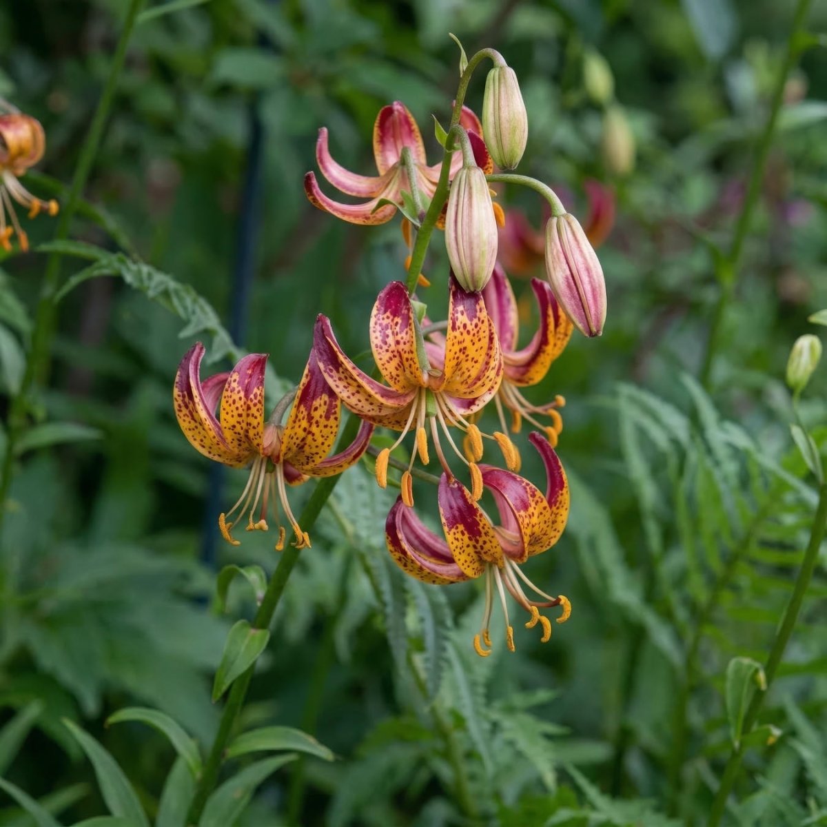 Lilium 'Arabian Knight' (Martagon Lily) - Harding & Bloom