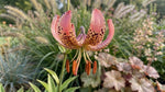 Lilium 'Manitoba Morning' (Martagon Lily) - Harding & Bloom