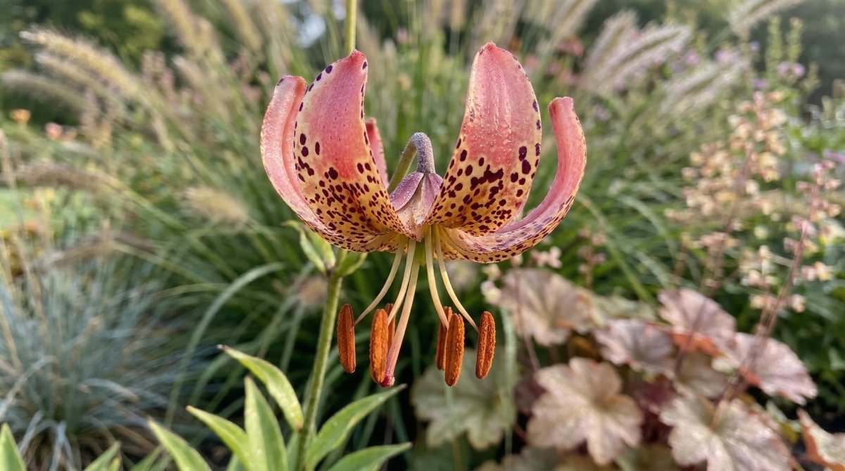 Lilium 'Manitoba Morning' (Martagon Lily) - Harding & Bloom