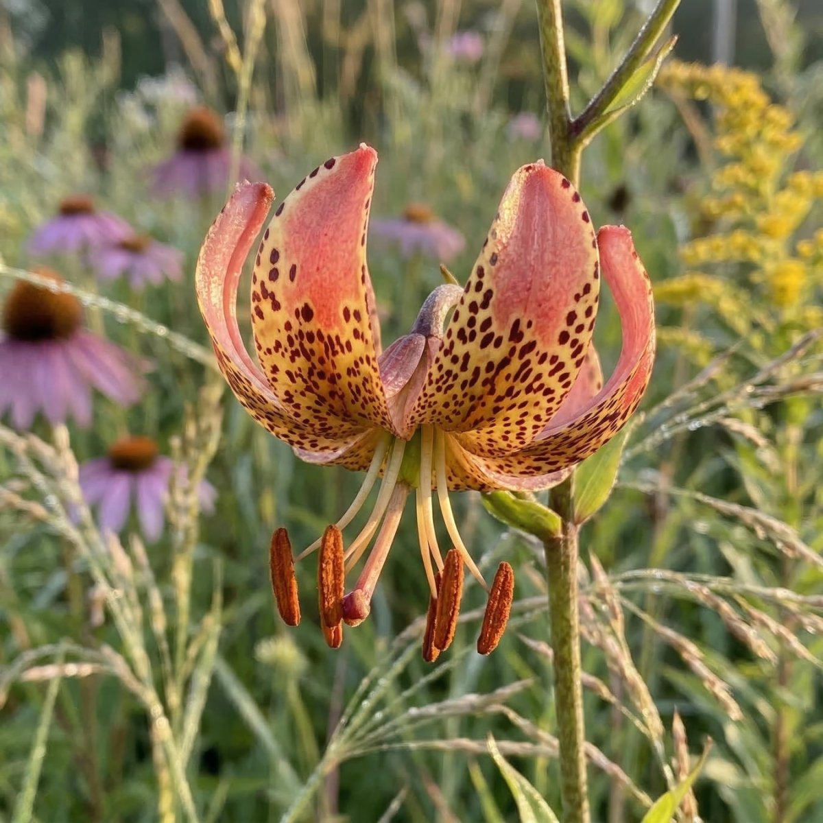 Lilium 'Manitoba Morning' (Martagon Lily) - Harding & Bloom