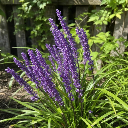 Liriope muscari (Lilyturf) – perennial garden photograph 1