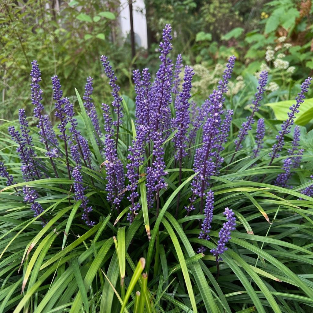 Liriope muscari (Lilyturf) – perennial garden photograph 2