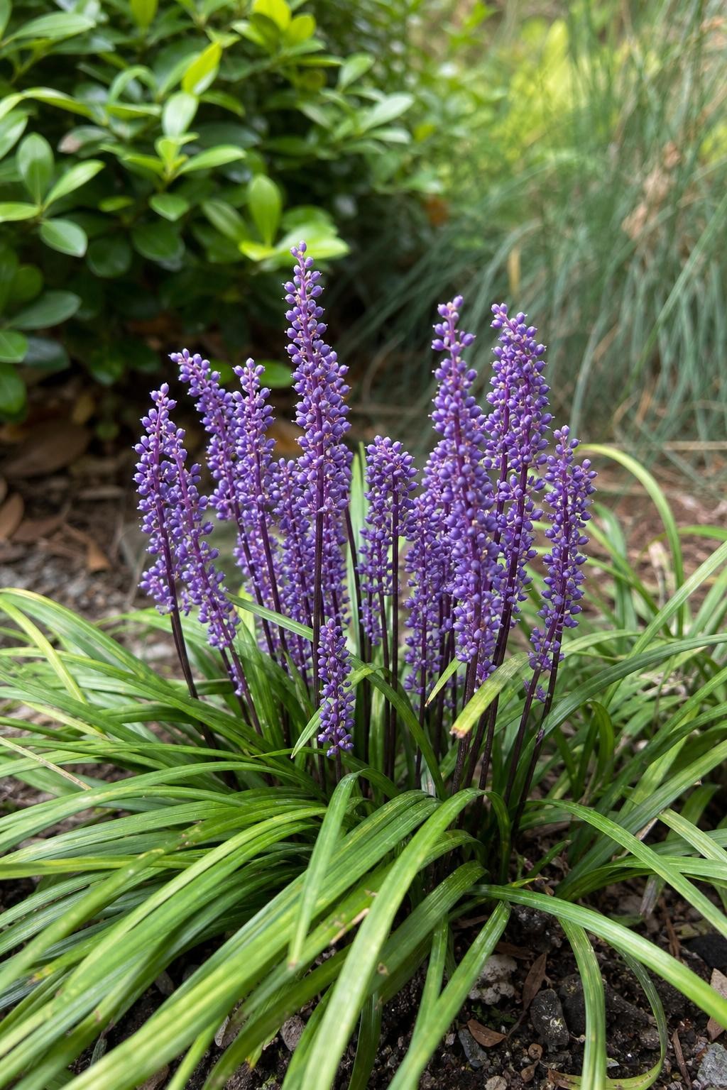 Liriope muscari (Lilyturf) – perennial garden photograph 3