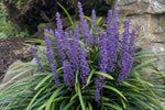 Liriope muscari (Lilyturf) – perennial garden photograph 4