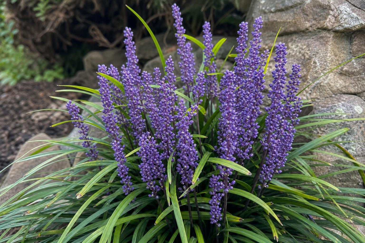 Liriope muscari (Lilyturf) – perennial garden photograph 4
