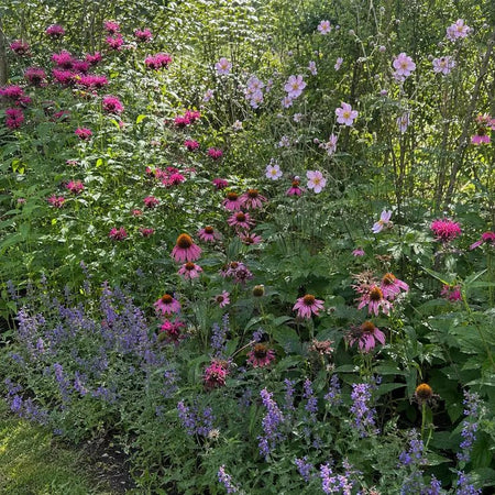 Long-Summer Pollinator Border - Harding & Bloom
