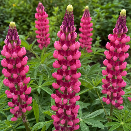 Lupinus - ‘My Castle’ (Lupin) – perennial garden photograph 1