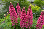 Lupinus - ‘My Castle’ (Lupin) – perennial garden photograph 4
