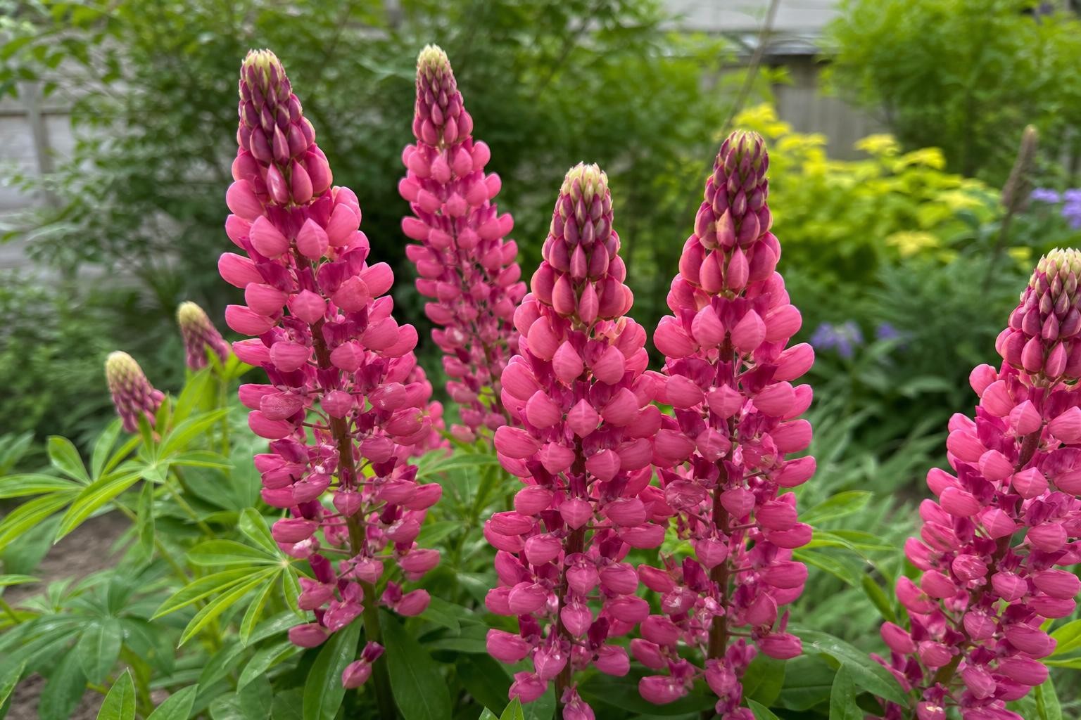 Lupinus - ‘My Castle’ (Lupin) – perennial garden photograph 4