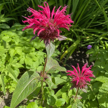 Monarda - ‘Fireball’ (Bee Balm) – perennial garden photograph 1
