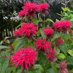 Monarda - ‘Fireball’ (Bee Balm) – perennial garden photograph 2