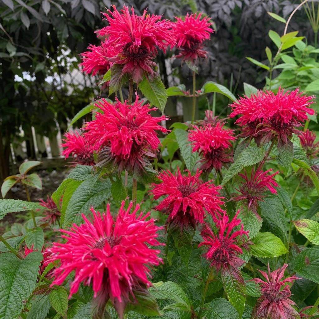 Monarda - ‘Fireball’ (Bee Balm) – perennial garden photograph 2