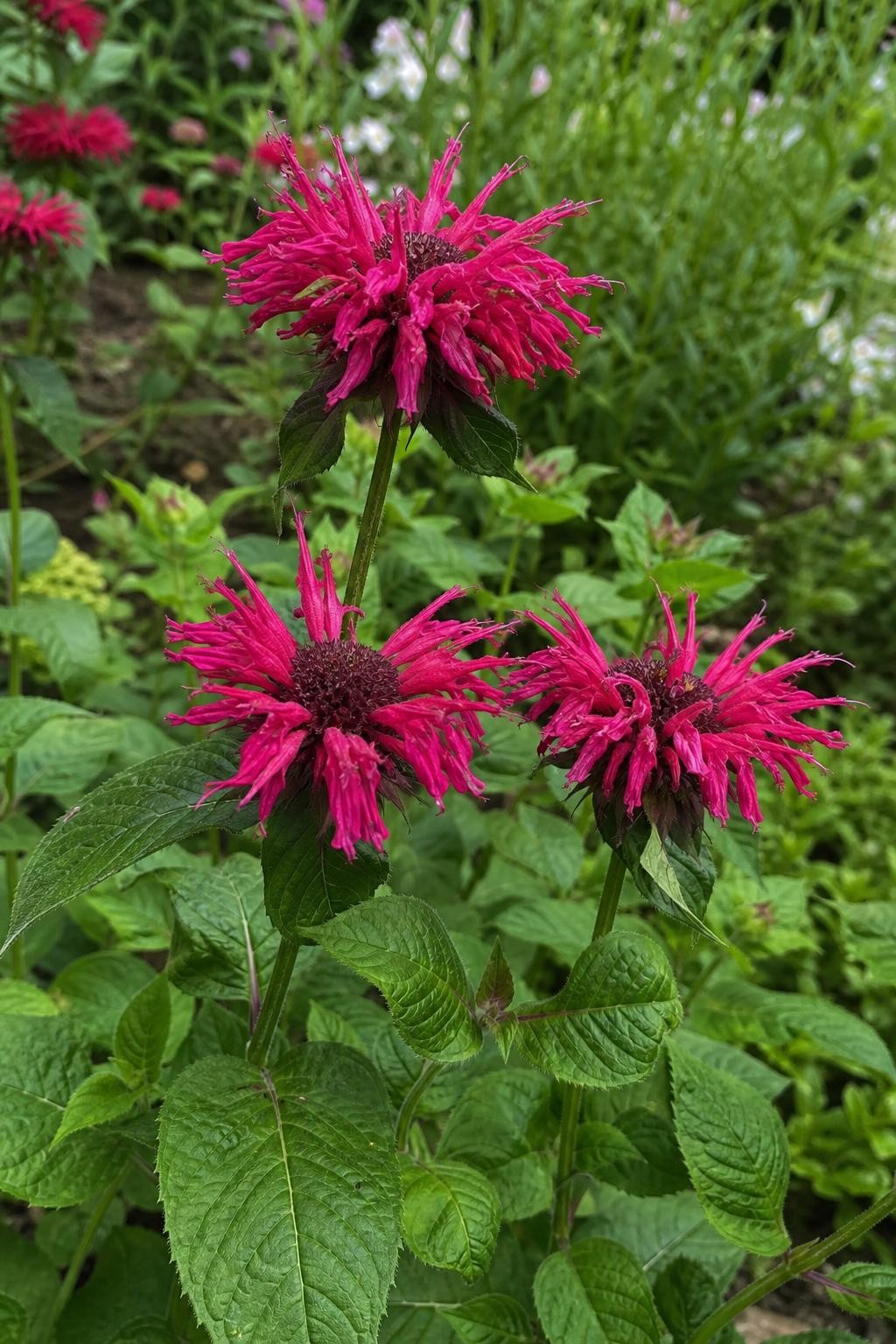 Monarda - ‘Fireball’ (Bee Balm) – perennial garden photograph 3